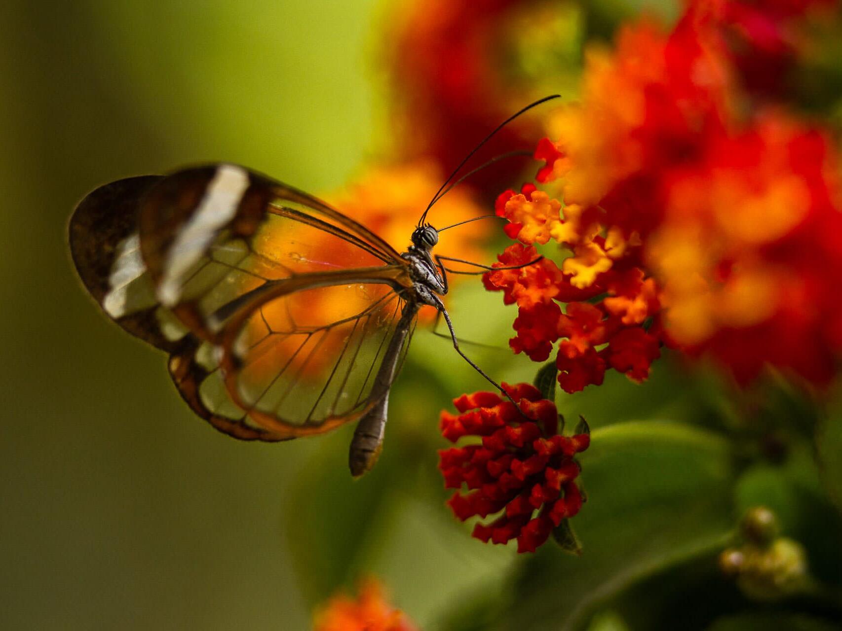 Glasswing butterfly (Greta oto) on red flowers - nature editorial photography by Tampa photographer Carver Mostardi.