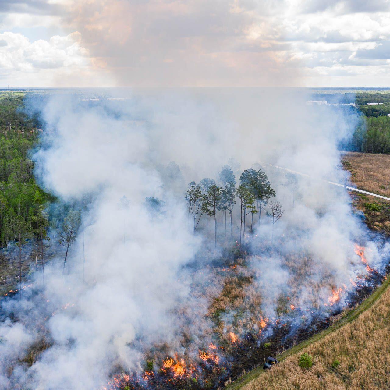 Aerial drone photograph of a controlled forest burn in Pinellas County, Florida showing flames and smoke rising through open woodland.