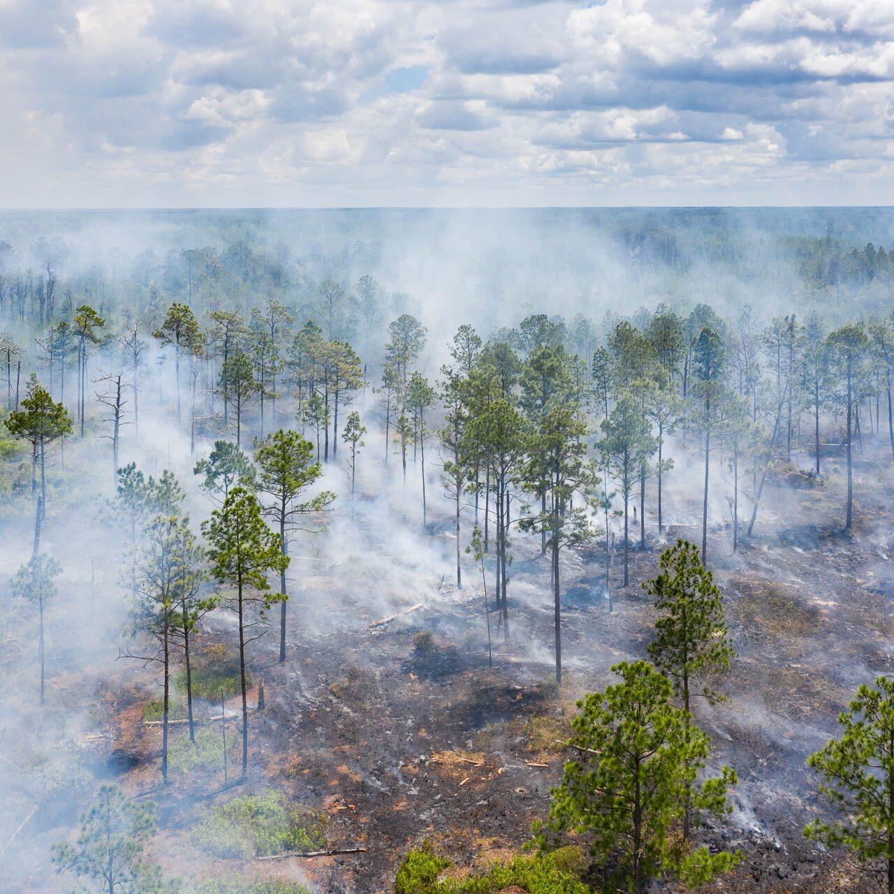 Aerial drone photograph of a controlled burn in Pinellas County, Florida showing smoke rising through a pine forest landscape.